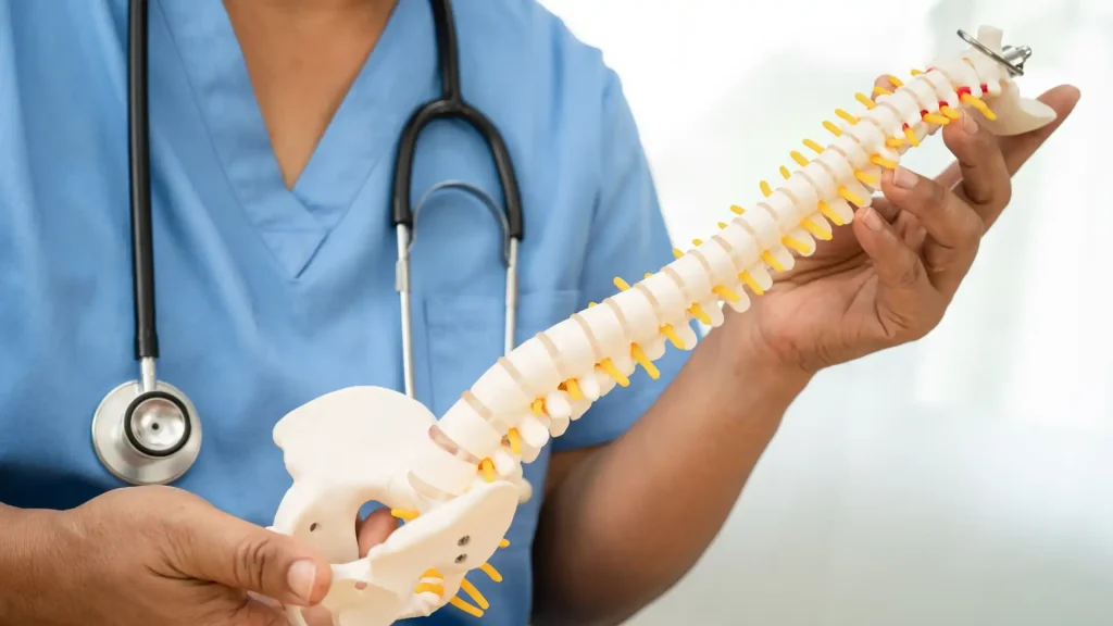 Medical professional holding a model of the human spine with a stethoscope.