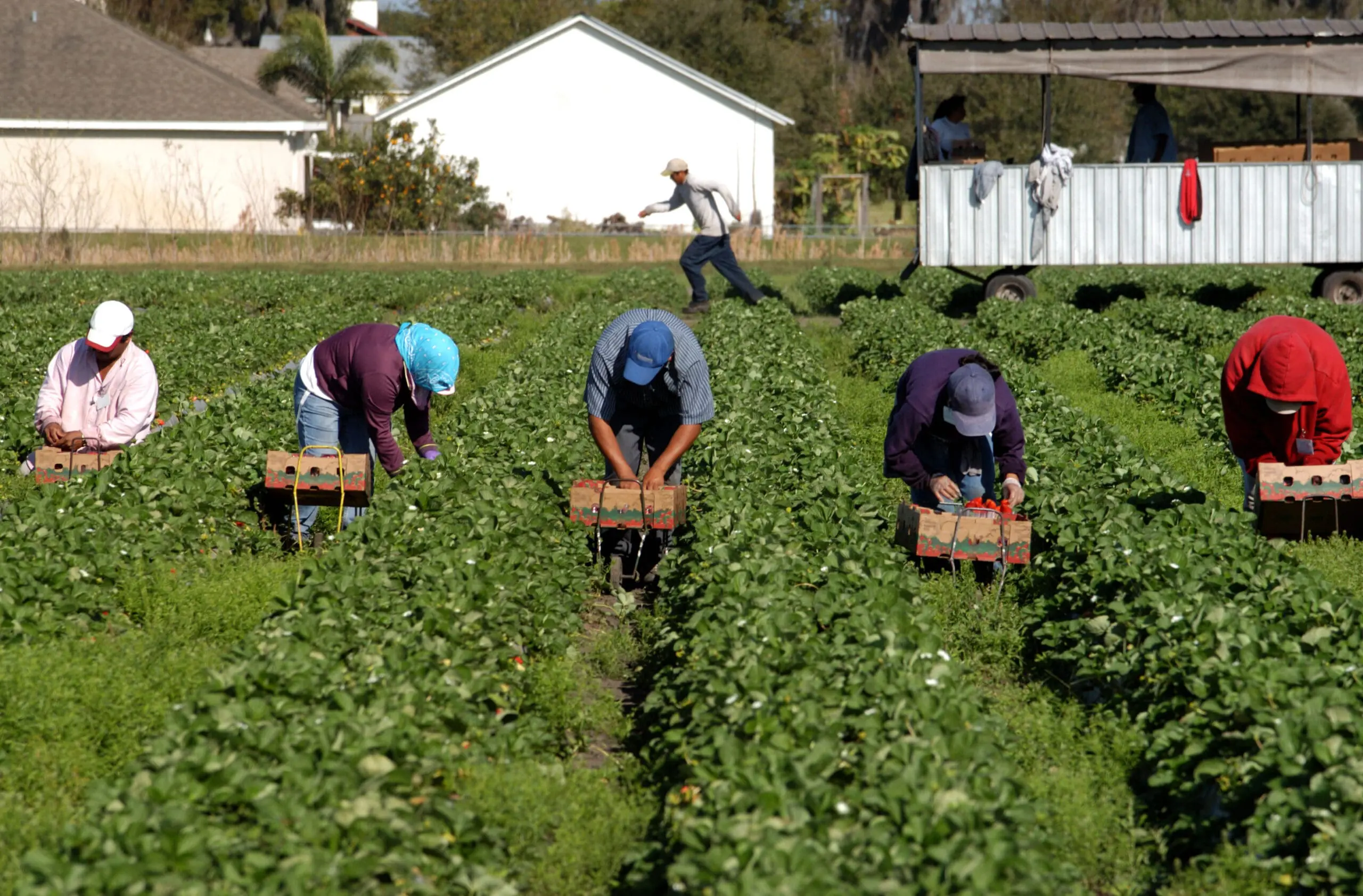 bigstock-Strawberry-Pickers