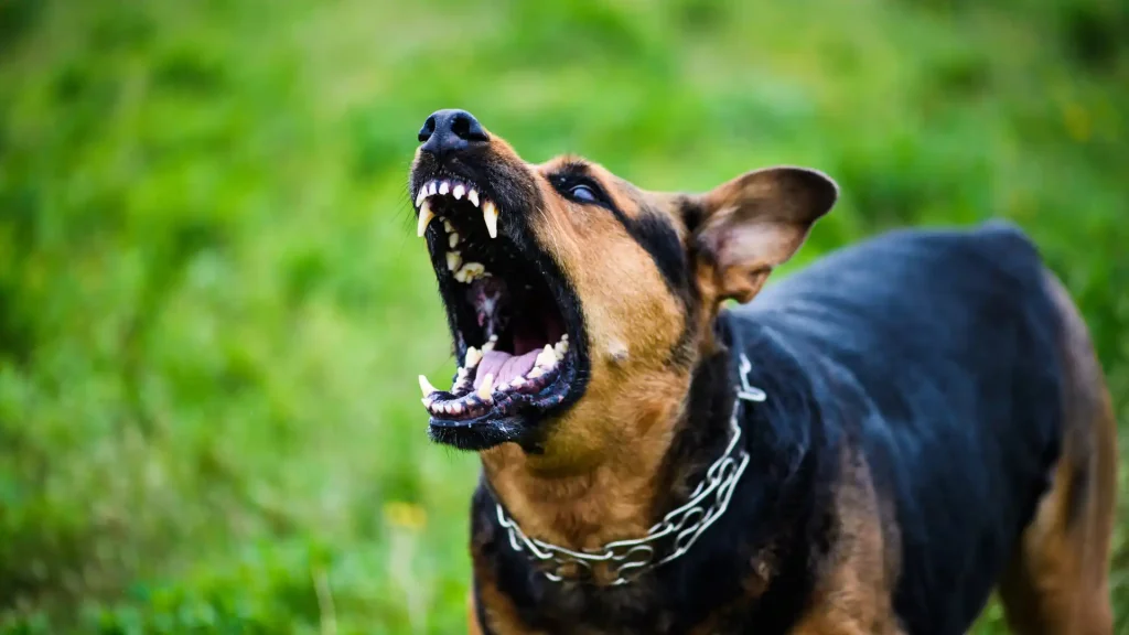 Aggressive dog barking with bared teeth in grassy field.